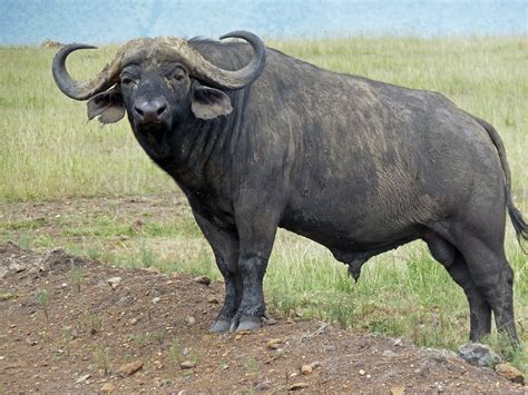 Big Wild Buffalo betsul